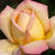 Jaune-rose - Rosiers hybrides de thé - Rose Aimée